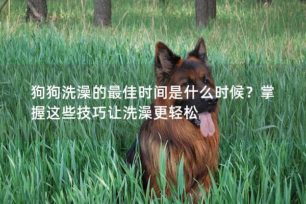 狗狗洗澡的最佳時間是什么時候？掌握這些技巧讓洗澡更輕松